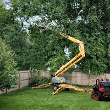 How Our Tree Care Process Works  in  Weston, NJ