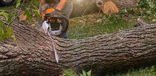 Trusted Weston, NJ Tree Care Experts